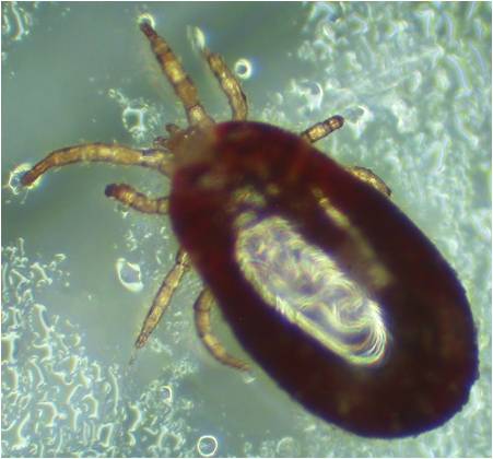 Dermanyssus gallinae - the poultry red mite